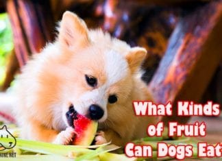 What Kinds Of Fruit Can Dogs Eat?