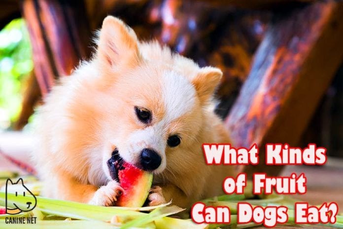 What Kinds Of Fruit Can Dogs Eat?