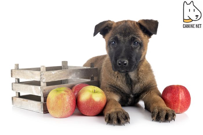 What Kinds Of Fruit Can Dogs Eat?