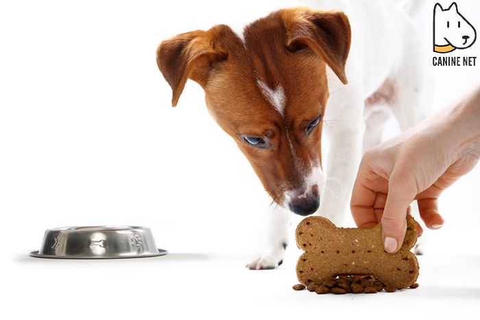 What To Feed A Dog With Inflammatory Bowel Disease