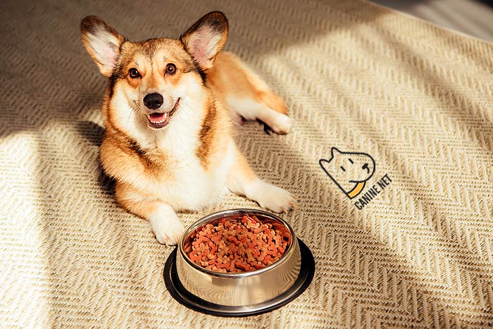 What To Feed When A Dog Has A Yeast Infection?
