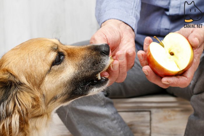 Why Feed Fruit To Dogs?